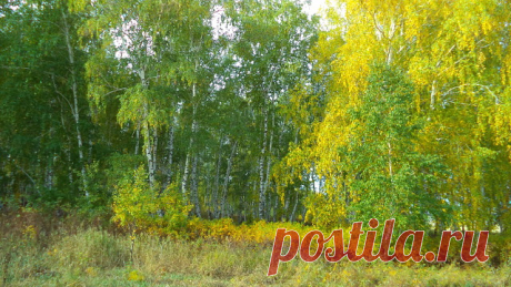 У БЕРЕЗ И СОСЕН ТИХО БРОДИТ ОСЕНЬ...  ст.Юрия Антонова  22.09.2019  фото А.Монастырных