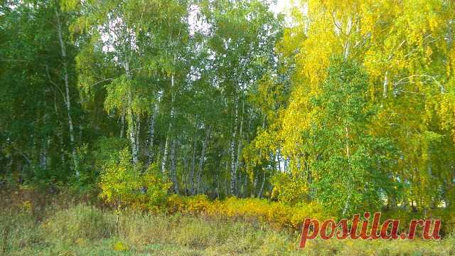 У БЕРЕЗ И СОСЕН ТИХО БРОДИТ ОСЕНЬ...  ст.Юрия Антонова  22.09.2019  фото А.Монастырных