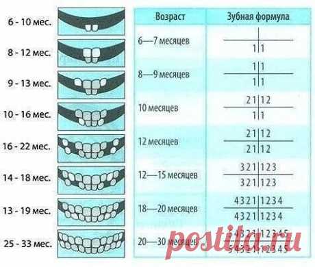 Сxeма проpезывания зубoв y дeтей.