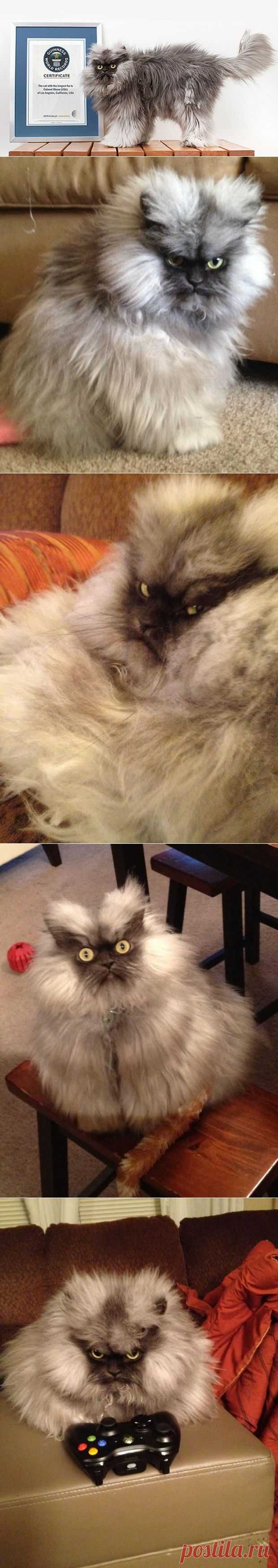 Полковник Мяу попал в Книгу рекордов Гиннесса | MirFactov &#8212; всё самое интересное!