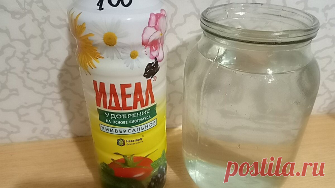 Добавляю 10 капель в банку для полива, и теперь овощи не узнать. Увеличил урожай в 2 раза с помощью легких трюков | Мастер-Ок | Дзен