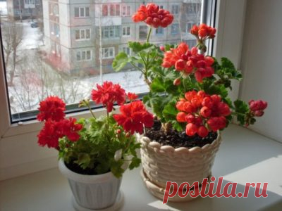 Какой горшок нужен для герани: большого или маленького размера, любит ли растение круглую или квадратную форму, а также как выбрать и где купить сосуд? Selo.Guru — интернет портал о сельском хозяйстве