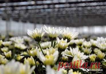 Хризантема садовая. Выращивание » Селяночка - портал для фермеров, сельское хозяйство, животноводство, птицеводство, пчеловодство, земледелие, рыбоводство, грибоводство, форум фермеров