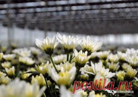 Хризантема садовая. Выращивание » Селяночка - портал для фермеров, сельское хозяйство, животноводство, птицеводство, пчеловодство, земледелие, рыбоводство, грибоводство, форум фермеров