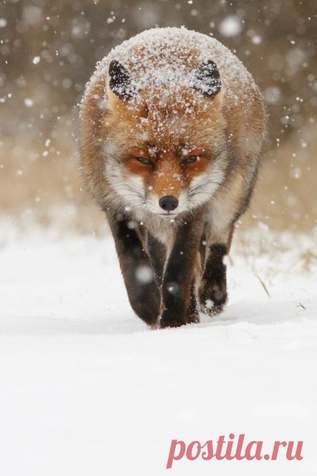 "Snow Fox"