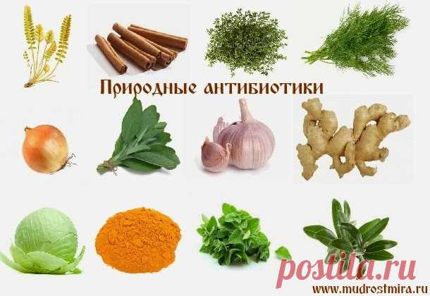 Натуральные природные антибиотики