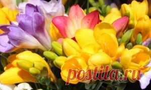 Садовые цветы | Комнатные растения и садовые цветы Страница - 2