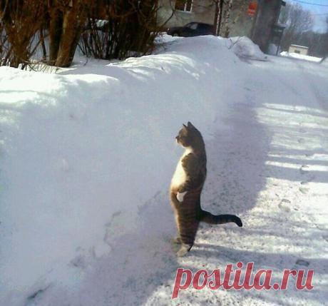 14 доказательств того, что коты любят снег. Новогодняя подборка котов в сугробах. | Забавный Бим | Яндекс Дзен