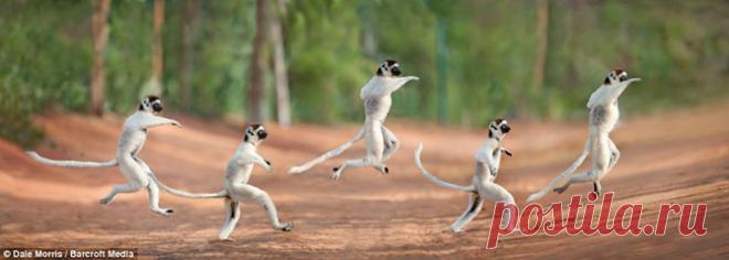 Прыгающие лемуры Мадагаскара