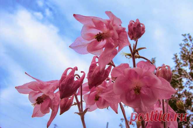 водосбор аквилегия - Поиск в Google