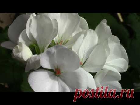 Герань расцветает. Герань от бутонов до цветения.