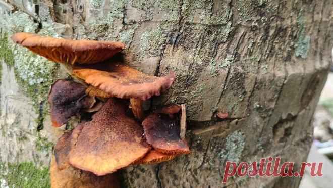 Пенсионер, использовавший ИИ для распознавания грибов, пожалел об этом. В Японии использование пенсионером нейросетей для распознавания грибов едва не закончилось трагедией. Мужчина отравился найденными в лесу грибами, которые ИИ посчитал безопасными. Об этом сообщает Japan Today. Инцидент произошел в начале ...