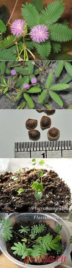 Как вырастить из семян мимозу стыдливую и как правильно за ней ухаживать