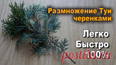 Размножение и выращивание туи черенками своими руками в домашних условиях О размножении Туи черенками в домашних условиях можно прочитать статью: https://best-chart.ru/botanicheskij-sad-v-domashnix-usloviyax/razmnozhenie-tui-cherenk...