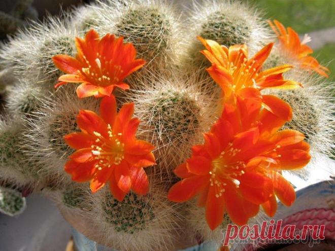 Лучшие виды кактусов для ухода в домашних условиях, описание