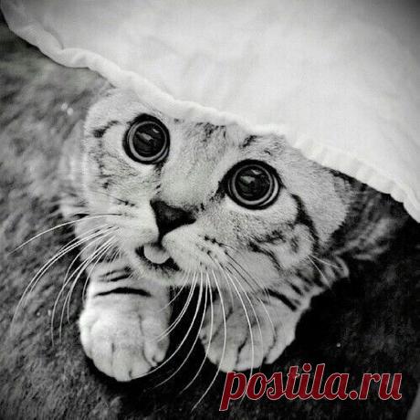 I'm Lisa — Gif black and white