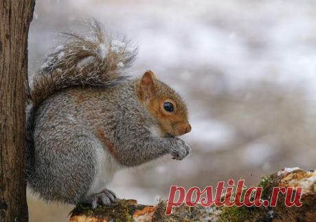 Новые фотографии милые и смешные животные.