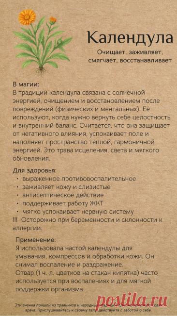 Календула для здоровья и в магии