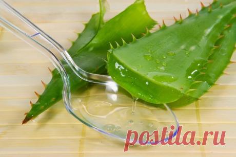 КАК ПРИГОТОВИТЬ СТИМУЛЯТОР РОСТА РАСТЕНИЙ В ДОМАШНИХ УСЛОВИЯХ

Наверняка Вы не раз пользовались растворами, которые стимулируют рост растений, ведь некоторые привереды толком и не растут без него, а то и вообще отказываются всходить. Но каким бы замечательным не был покупной раствор, а когда знаешь из чего он сделан, всё же спокойней на душе за собственный урожай. Для того, чтобы приготовить стимулятор роста дома, Вам понадобится мёд или сок алоэ.

Способ № 1
Столовую ложк...