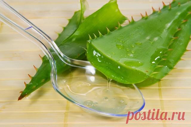 КАК ПРИГОТОВИТЬ СТИМУЛЯТОР РОСТА РАСТЕНИЙ В ДОМАШНИХ УСЛОВИЯХ

Наверняка Вы не раз пользовались растворами, которые стимулируют рост растений, ведь некоторые привереды толком и не растут без него, а то и вообще отказываются всходить. Но каким бы замечательным не был покупной раствор, а когда знаешь из чего он сделан, всё же спокойней на душе за собственный урожай. Для того, чтобы приготовить стимулятор роста дома, Вам понадобится мёд или сок алоэ.

Способ № 1
Столовую ложк...