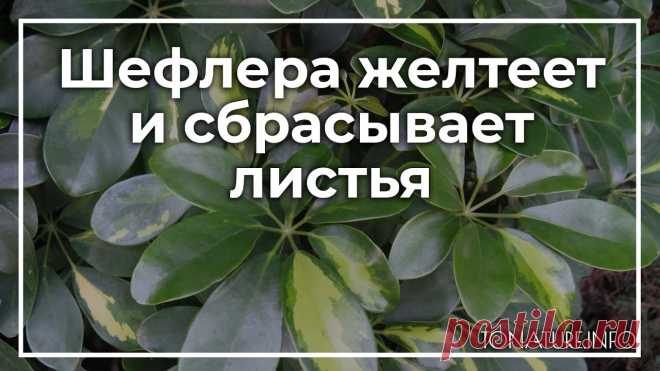 Что делать, когда шеффлера желтеет и сбрасывает листья 
Гепарды — требовательные комнатные растения, которые могут переносить как низкие температуры, так и недостаток света. Гепарды могут быть поражены различными вредителями и болезнями из-за неправильного и преждевременного ухода. Подумайте, что вызывает пожелтение и опадание листьев.
