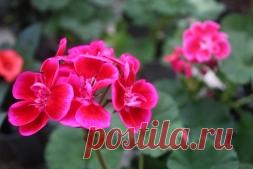 ​Пеларгония. На заметку всем у кого есть дома - Садоводка