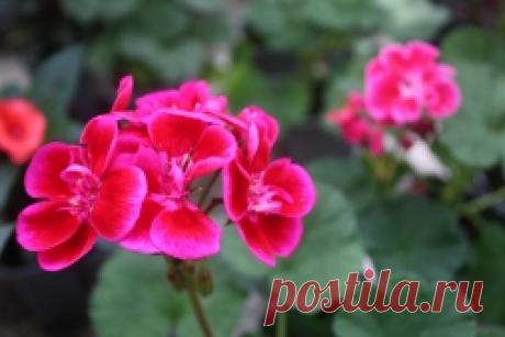 ​Пеларгония. На заметку всем у кого есть дома - Садоводка