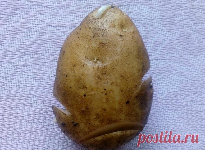 Кербуем картофель, чтобы не было мелких клубней — по китайскому методу | Маленький сад на краю Вселенной | Яндекс Дзен