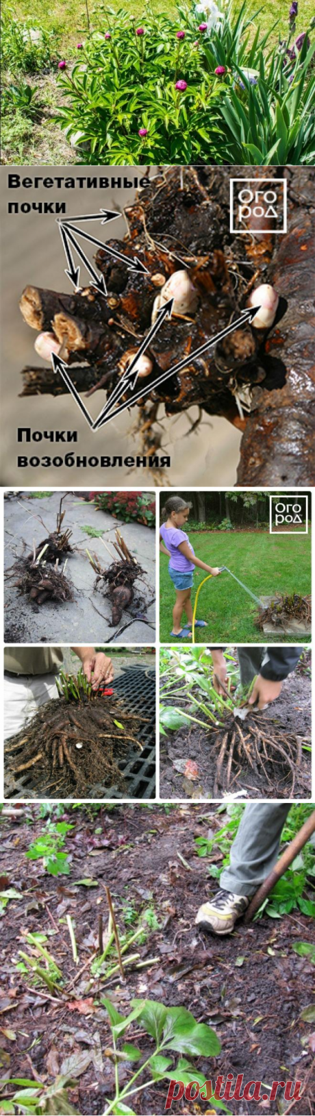 Травянистые пионы – как делить и пересаживать (мастер-класс с фото) | В цветнике (Огород.ru)