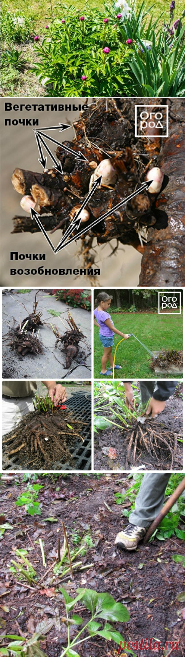 Травянистые пионы – как делить и пересаживать (мастер-класс с фото) | В цветнике (Огород.ru)