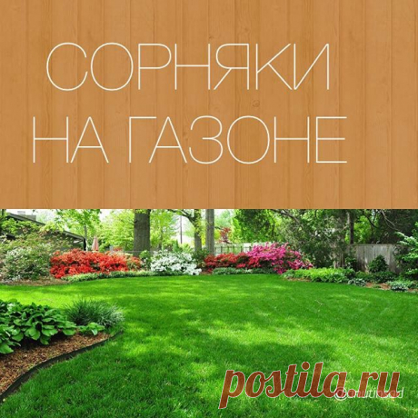 Как они это умеют?👀
Так быстро заселяться🔫
.
Я только порадовалась почти идеальному газону🌱🌱🌱 после весенних проплешин, так на тебе раз😳
.
Некоторые даже цветут😆
.
А я ведь всего лишь выдержала не 5, а 10 дней между покосами🙈
.
Так вот, о чем собственно пост🔥
.
Лежит ЛОНТРЕЛ, есть огромный бак с пшык-пшыкалкой, но меня останавливает бегающий и заметьте постоянно падающий ребёнок👶, и пёс, любящий изваляться в траве⛅️
.
❗️Есть среди нас борцы за чистоту газона?
.
Ч...