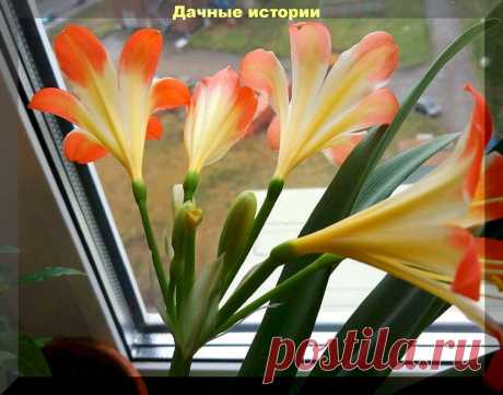 Кливия в квартире: как размножать, высаживать и ухаживать за кливией в домашних условиях | Дачные истории | Дзен