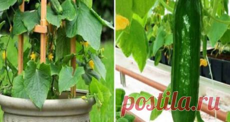 MAKSIMALNO UŠTEDITE PROSTOR: Kako da uzgojite krastavce okomito na efikasan način! – Narodni Recepti