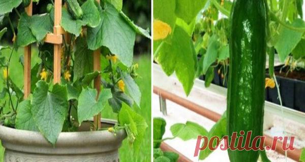 MAKSIMALNO UŠTEDITE PROSTOR: Kako da uzgojite krastavce okomito na efikasan način! – Narodni Recepti