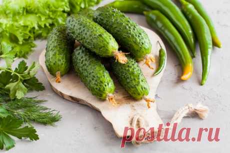 «Венгры» и «трясуны». Пять необычных рецептов малосольных огурцов