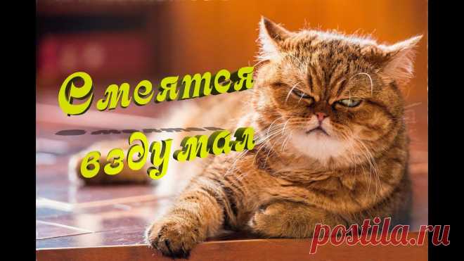 Посмеёмся вместе Анекдоты Шутки Юмор - Журнал полезных советов Посмеёмся вместе Анекдоты читать бесплатно. Смеяться и читать свежие анекдоты. Выпуск шуток и смешных картинок. Свежий юмор и шутки.