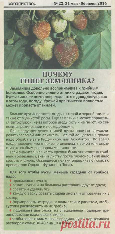 Почему гниет земляника