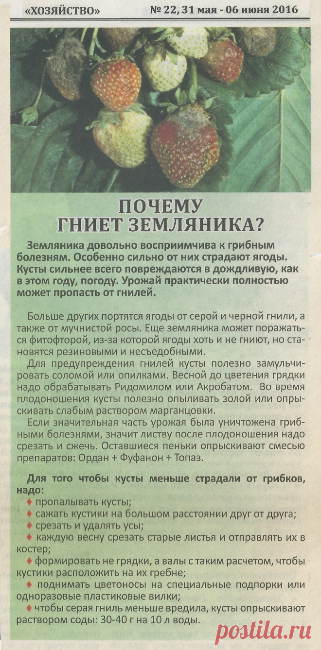 Почему гниет земляника