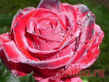 Приложение "Открытки"
ツИթนңส ツ εгσ λюδหฌฉя