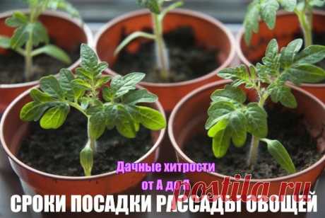 СРОКИ ПОСАДКИ РАССАДЫ ОВОЩЕЙ.

Сохраните, чтобы не потерять!

Томат

Посадка семян — середина — конец марта 
Высадка в открытый грунт в возрасте 55-70 дней
(когда минует угроза заморозков) 
При наличии теплицы или парника семена сажают пораньше, выращивают с подсветкой
Баклажан 

Посев семян — середина марта 
Пикировка в фазе двух настоящих листьев 
Высадка в грунт в возрасте 60-70 дней в конце мая
когда минует угроза заморозков.
В холодную погоду (ниже 15 градусов) нужно ...