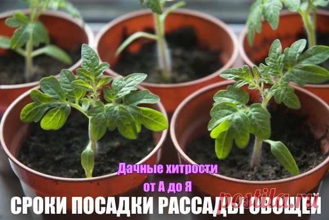 СРОКИ ПОСАДКИ РАССАДЫ ОВОЩЕЙ.

Сохраните, чтобы не потерять!

Томат

Посадка семян — середина — конец марта 
Высадка в открытый грунт в возрасте 55-70 дней
(когда минует угроза заморозков) 
При наличии теплицы или парника семена сажают пораньше, выращивают с подсветкой
Баклажан 

Посев семян — середина марта 
Пикировка в фазе двух настоящих листьев 
Высадка в грунт в возрасте 60-70 дней в конце мая
когда минует угроза заморозков.
В холодную погоду (ниже 15 градусов) нужно ...