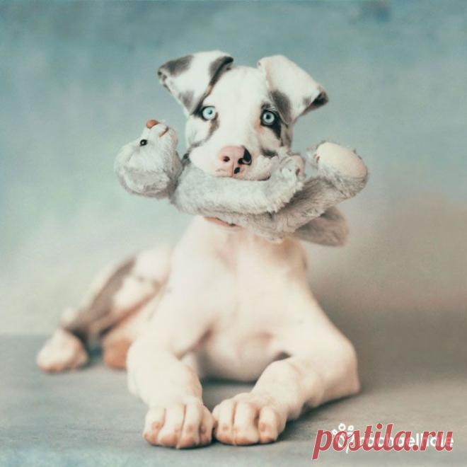 Hunter (Harlequin Great Dane) – Daily Pet Calendar for October 26, 2013 – Rachael Hale ® The world’s most lovable animals