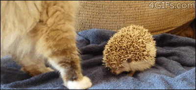 anigif_enhanced-buzz-27831-1381845794-0.gif (400×184)