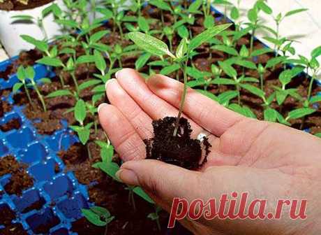 18 советов о выращивании цветочной рассады

Казалось бы, нехитрое дело - бросить семечко в землю. Но не всем удается дождаться всходов. Дело в том, что есть тонкости, без знания которых можно наделать ошибок.

1. Для выращивания рассады посев производят рано весной, в феврале-марте. Посев в теплом парнике - в середине или конце апреля, в зависимости от погоды.

2. Для посева можно использовать плоские керамические горшки, ящики, специальные торфяные одноразовые горшочки. Д...