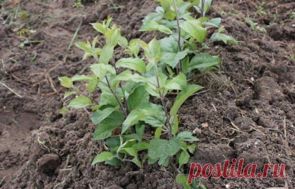 Как правильно избавиться от ненужной поросли деревьев в саду | Секреты сада. Дача, цветы | Яндекс Дзен