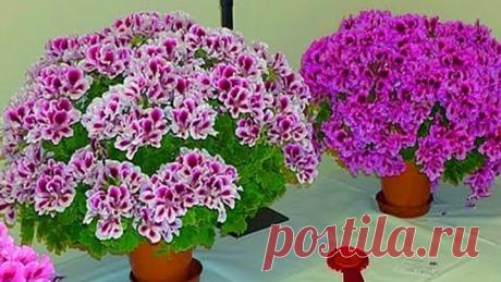 СЕКРЕТ БУЙНОГО ЦВЕТЕНИЯ КОРОЛЕВСКОЙ ГЕРАНИ  ПЕЛАРГОНИИ  ! выращивание уход подкормка удобрение прищи