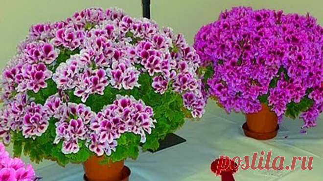 СЕКРЕТ БУЙНОГО ЦВЕТЕНИЯ КОРОЛЕВСКОЙ ГЕРАНИ  ПЕЛАРГОНИИ  ! выращивание уход подкормка удобрение прищи