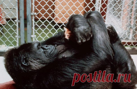 Странно и трогательно: дружба в мире животных | ЖИВОЙ УГОЛОК