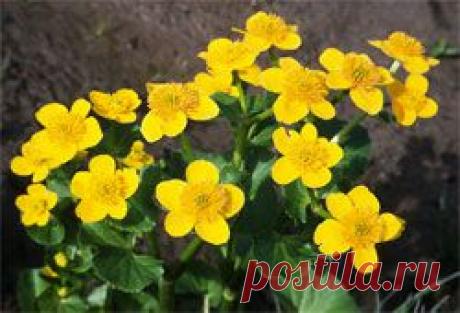 Калужница болотная