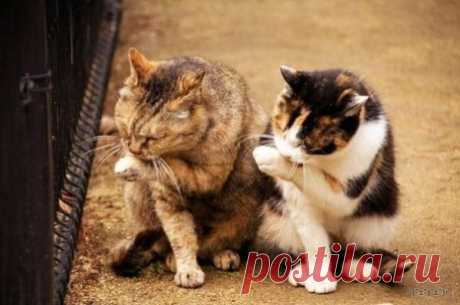Синхронные коты